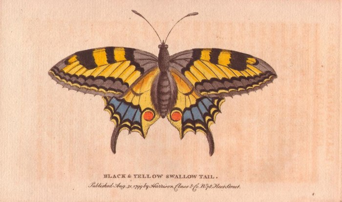 Black and yellow swallowtail butterfly von 