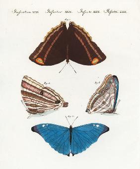 Brown page butterfly