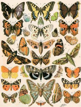 butterflies and moths