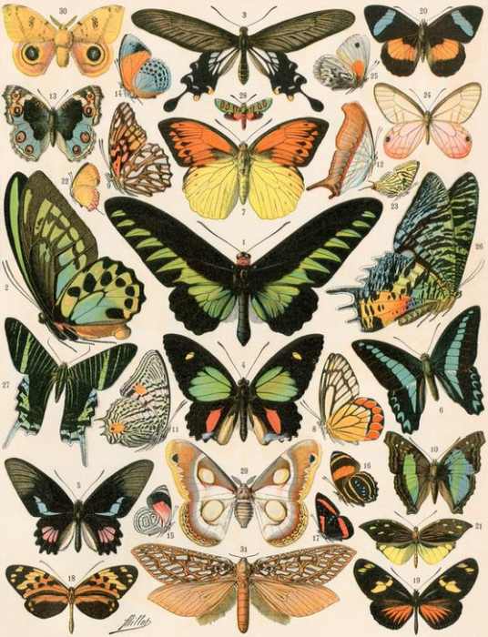 Butterflies and moths not native to Europe von 