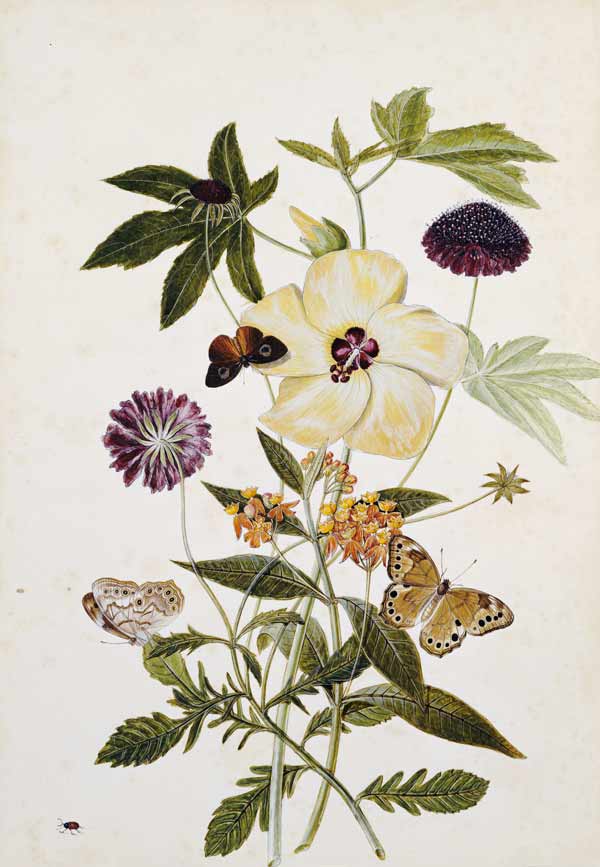 Milkweed,  Poppy And Hibiscus  With Butterflies And A Beetle von 