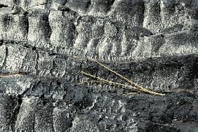 Bark of Burnt tree with pine needles, Kings canyon (photo) 