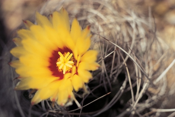 Cactus flower (photo)  von 
