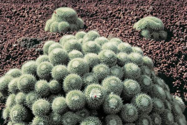 Cactus (photo)  von 