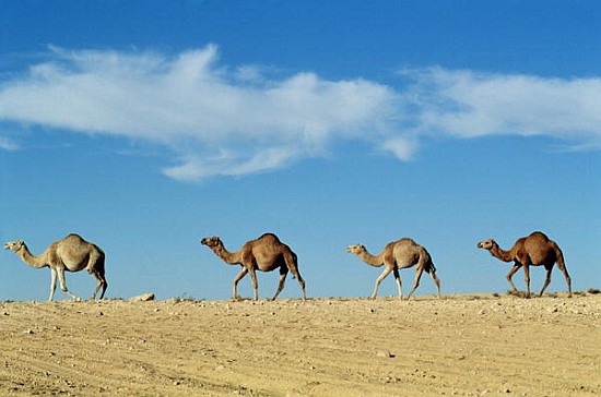 Camel train von 