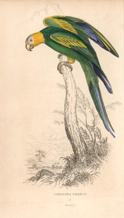 Carolina parakeet (Carolina parrot), Conuropsis carolinensis (Psittacus carolinensis) von 