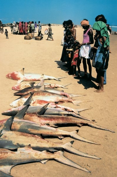 Catch of fish at Konarak (photo)  von 