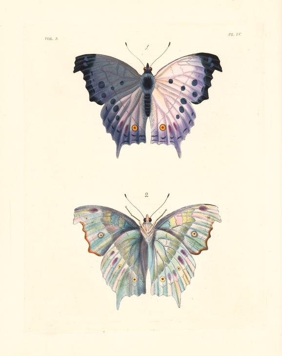 Clouded mother of pearl butterfly von 