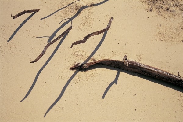 Coconut tree roots and dry twig, Bangramn (photo)  von 