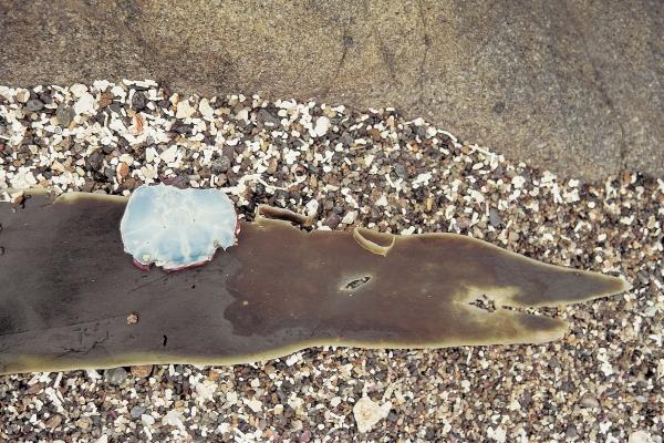 Crocodile like Kelp carrying blue colored shell (photo)  von 