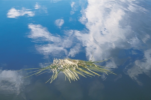Cut grass floating in unknown lake reflecting clouds (photo)  von 