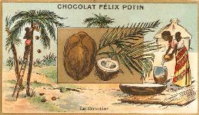 Coconut Palm / Collector s Card, c.1890