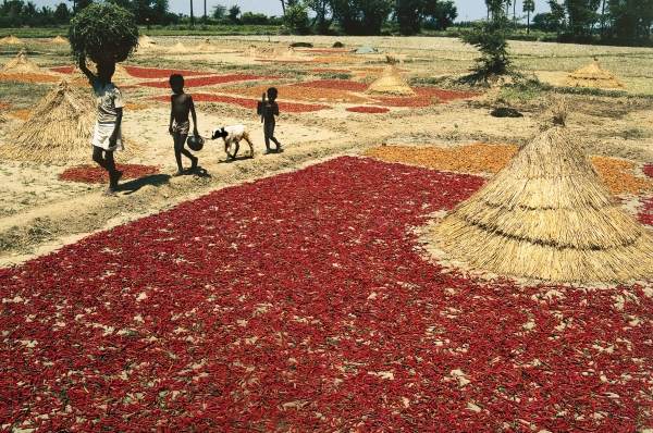 Drying chillies red peppers at Kalingapatnam (photo)  von 