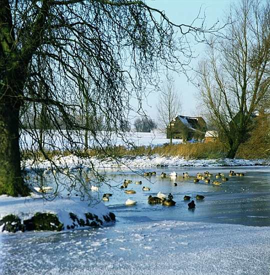 Duck Pond in Winter near Finchingfield, Essex von 