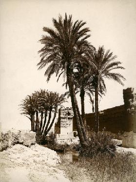 Date palm / Morocco c.1900