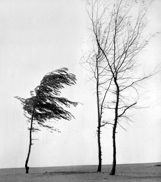 Form of tree (photo)  von 