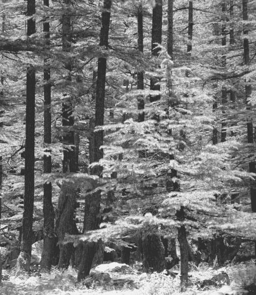 Form of trees (b/w photo)  von 