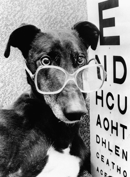 greyhound bitch wearing glasses von 