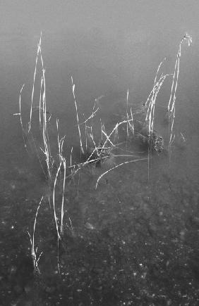Grass in water (b/w photo) 