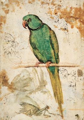 Grüner Papagei und Skizzen von Papageien und Gottesanbeteri