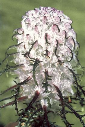 Heem Kamal Cottony Saussurea (Saussurea gossypiphora) (photo) 
