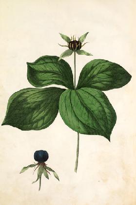 Herb-paris / Lithograph by Hochstetter