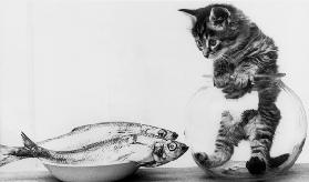 Kitten in an aquarium looking at fishes in a plate