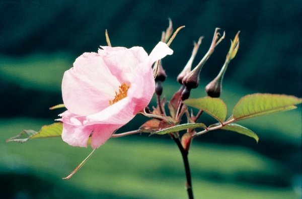 Large-Leaved Rose (Rosa macrophylla) (photo)  von 