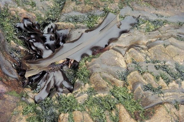 Leathery kelp (photo)  von 
