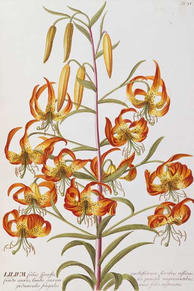 Lilium From ''Plantae Selectae'' von 