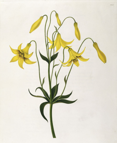 Lily / Colour Lithograph / 1831-34 von 