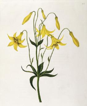Lily / Colour Lithograph / 1831-34
