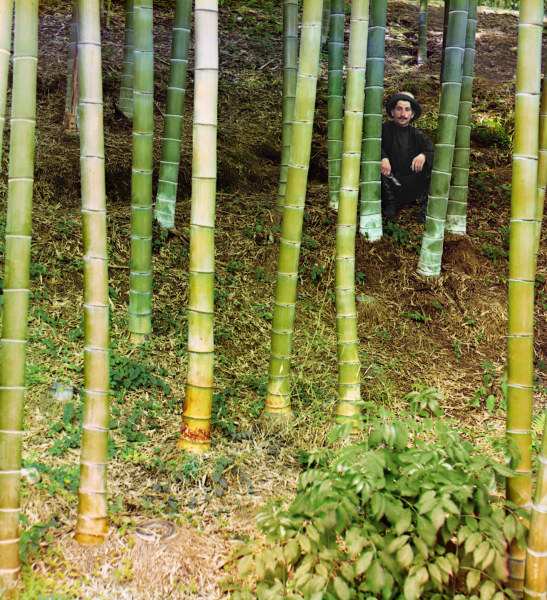Man among Bamboo Trees / Photo von 