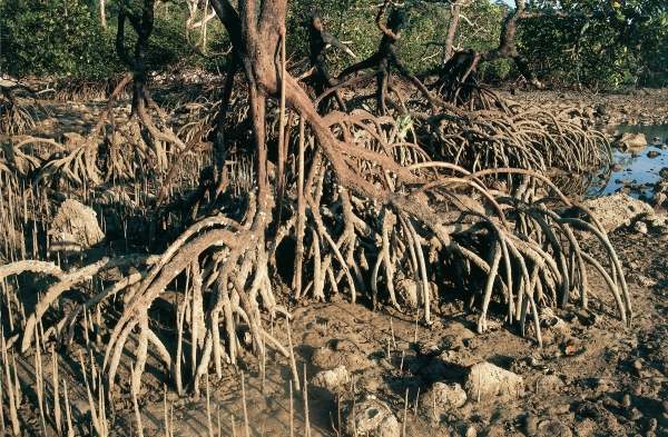 Mangroves roots grow upwards (photo)  von 
