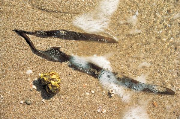 Marine algae and shell, Porbandar (photo)  von 