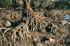 Mangroves roots grow upwards (photo) 