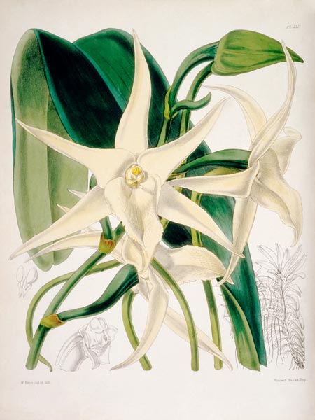 Orchid / W. H. Fitch, 1876 von 
