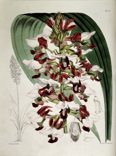 Orchids / W.H.Fitch, 1876 von 