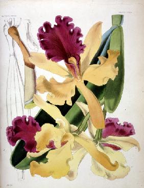 Orchids / W.H.Fitch / 1876