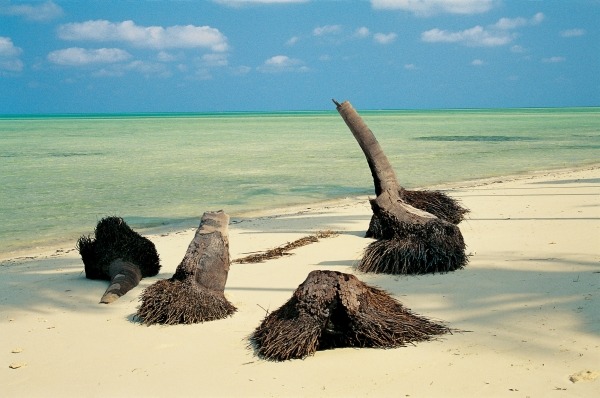 Palm trees trunk on sand, Bangaram (photo)  von 