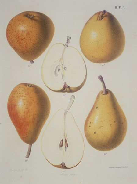 Pear / Colour lithograph von 