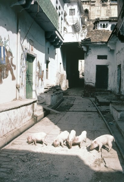 Pigs in painted street, Bundi (photo)  von 