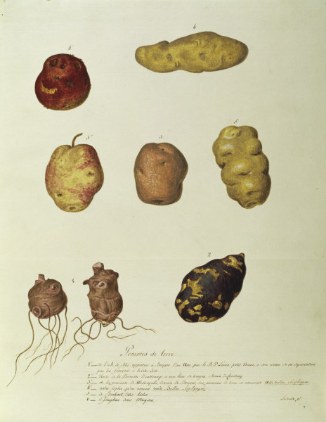 Potato, Règne Végétal / Gouache von 