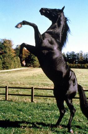 Prince Noir Black Beauty de CarolineThompson avec le cheval Prince Noir en train de se cabrer 1994