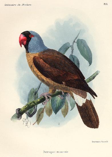 Perroquet mascarin. (Réunion-Sittich – Mascarinus mascarinus).
