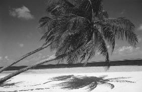 Palm tree shadow on sand (b/w photo) 