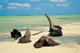 Palm trees trunk on sand, Bangaram (photo) 