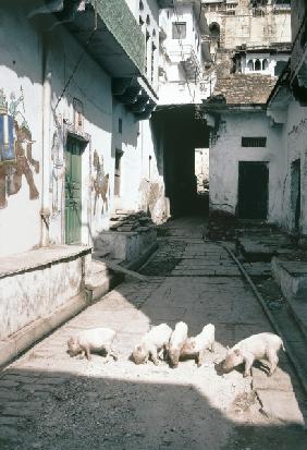 Pigs in painted street, Bundi (photo) 