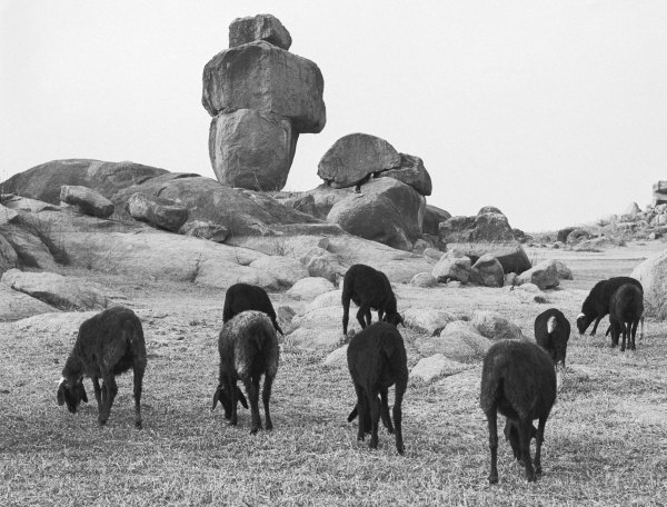Rocks and sheep grazing (b/w photo)  von 