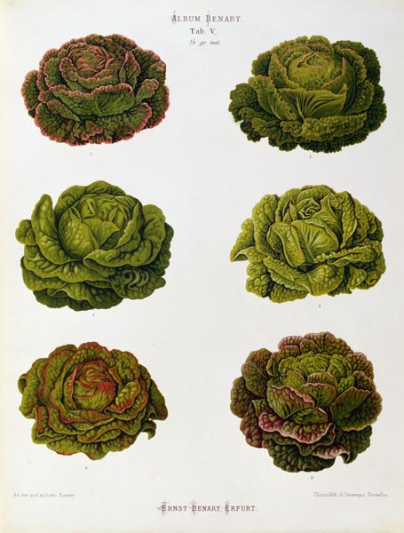 Round lettuce, Album Benary / Lithograph von 